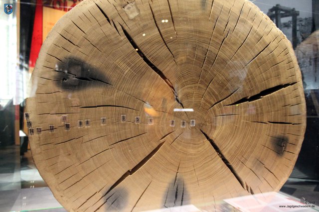 0042_Ypern_2013_Fragmente_von_Granaten_in_alter_Sommereiche_Quercus_Robur